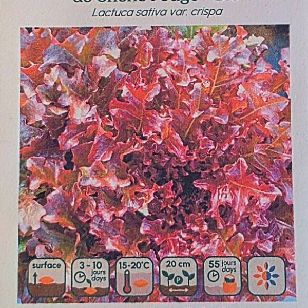 Laitue Feuille de Chêne Rouge - Bio