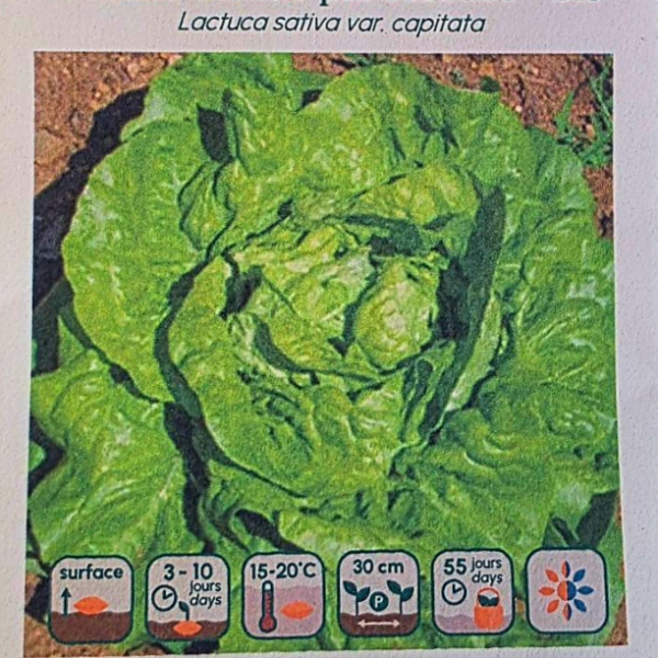 Laitue Pommée Grosse Blonde Paresseuse - Bio
