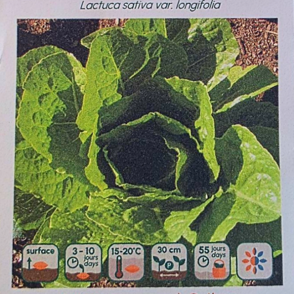 Laitue Romaine Parris Island Cos - Bio