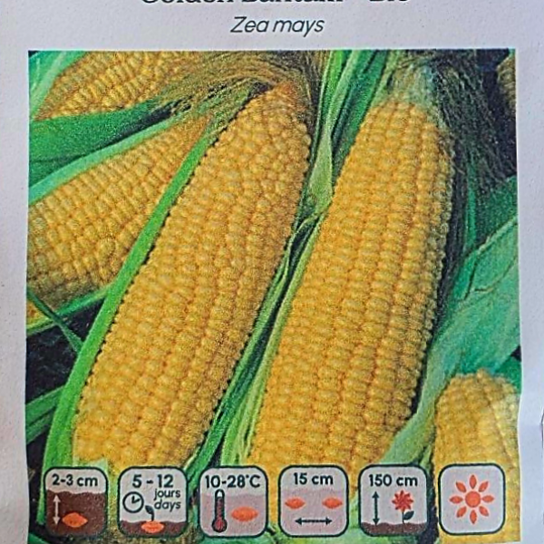 Maïs Golden Bantam - Bio