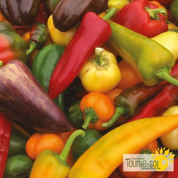 Poivron Doux Mélange - Bio