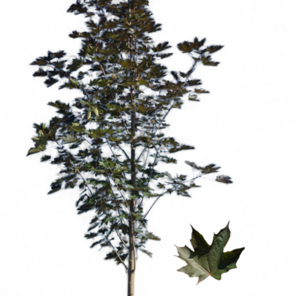 Érable de Norvège Crimson Sunset