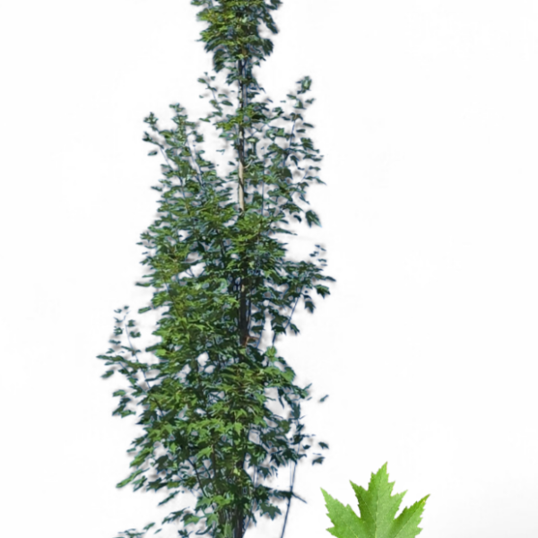 Érable Rouge Armstrong Gold