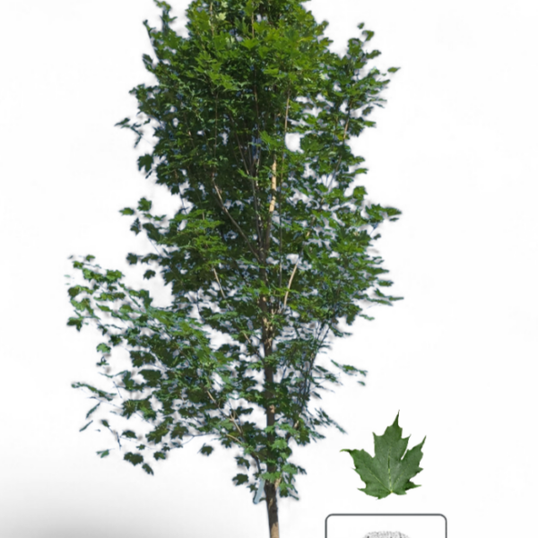 Érable à Sucre Comfort