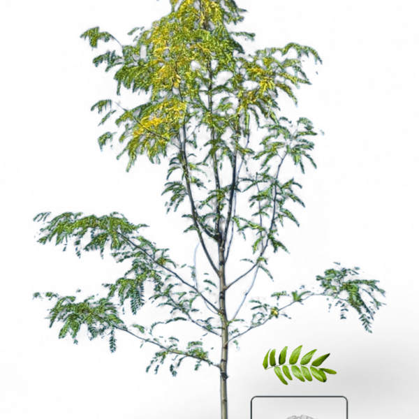 Févier d'Amérique Imperial