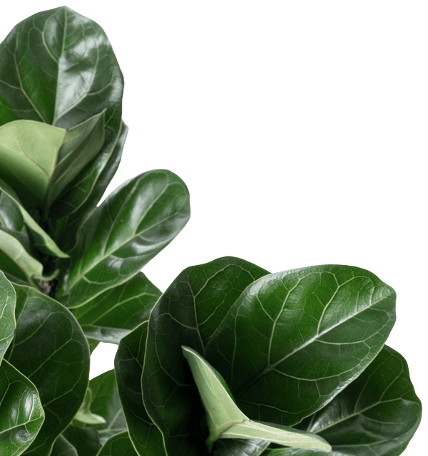 Plante