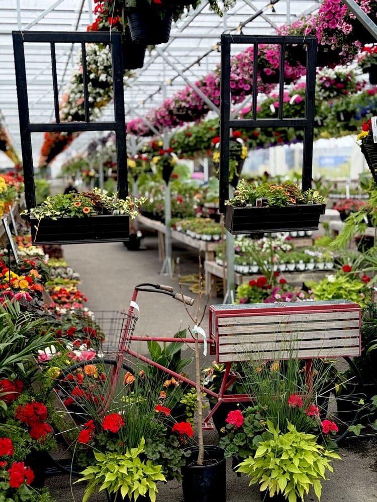Fleurs variées en boutique