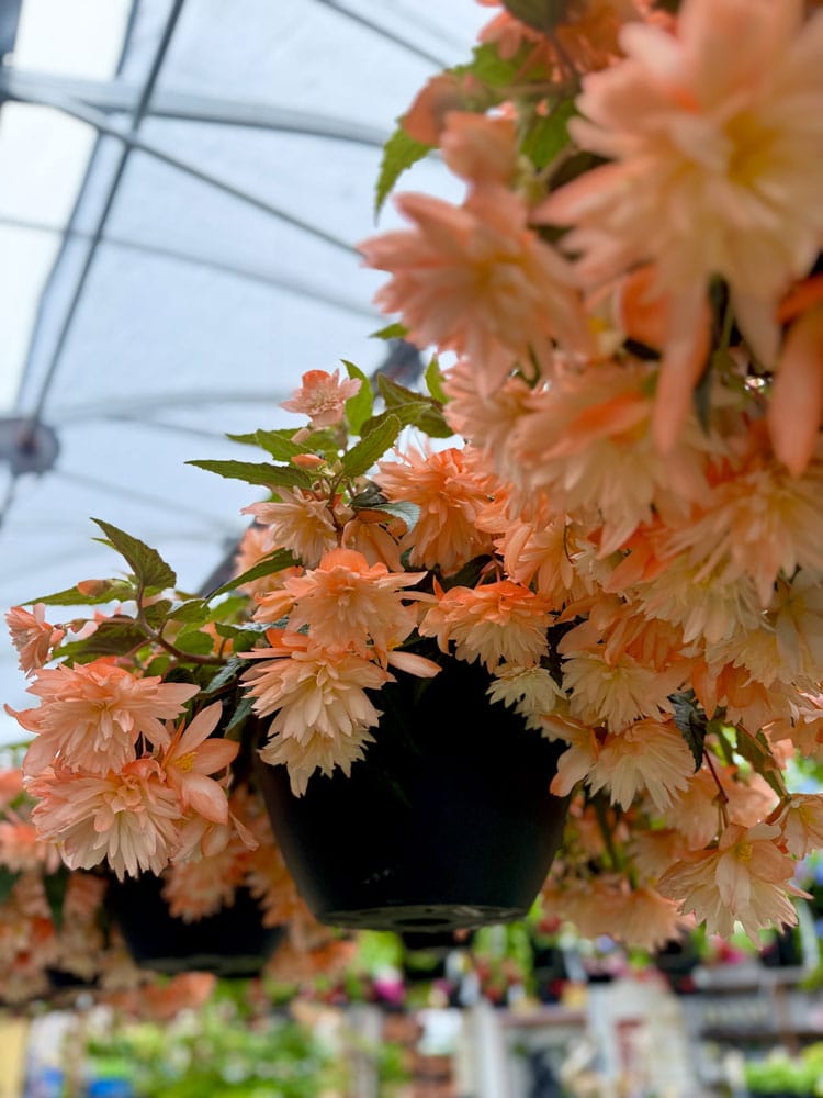 Fleurs