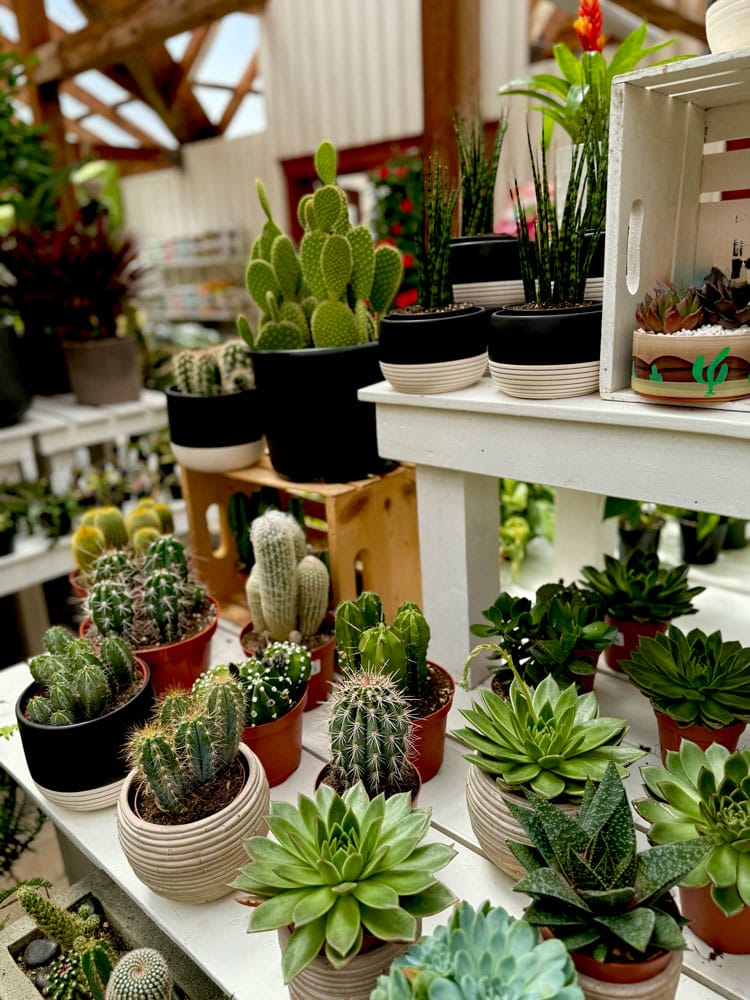 Cactus variés en boutique