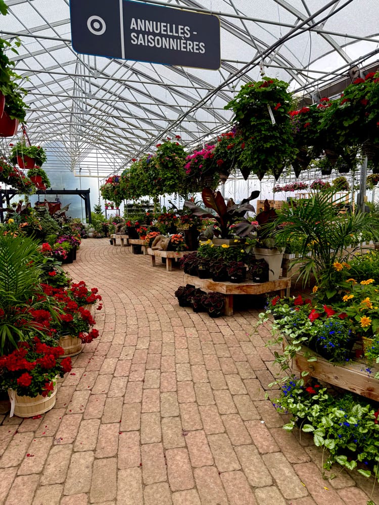 Section des fleurs annuelles en boutique