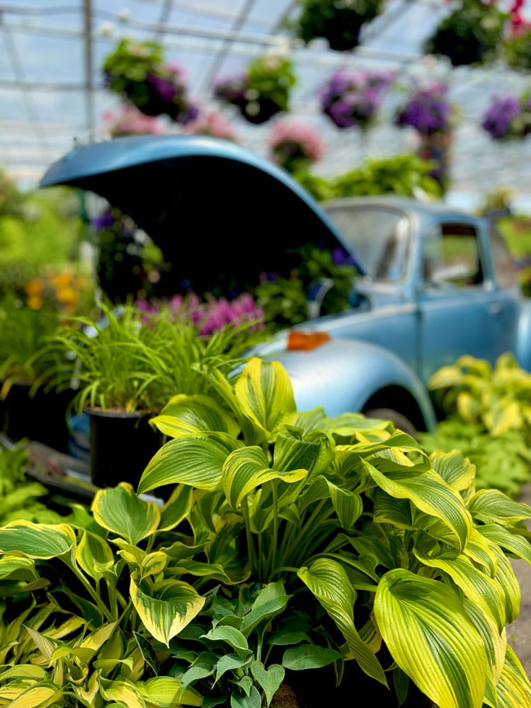 Variété de plantes