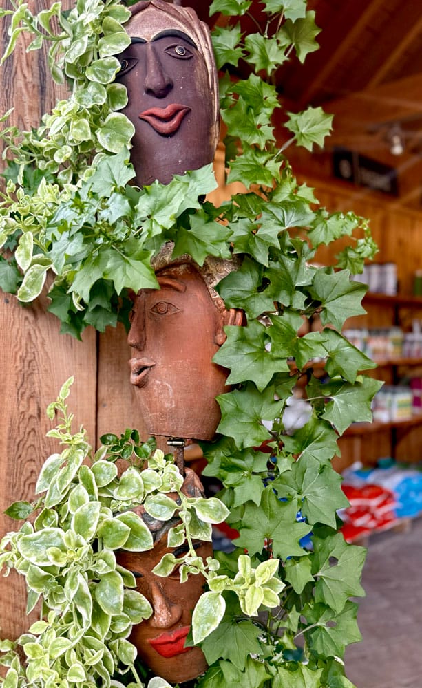 Plantes