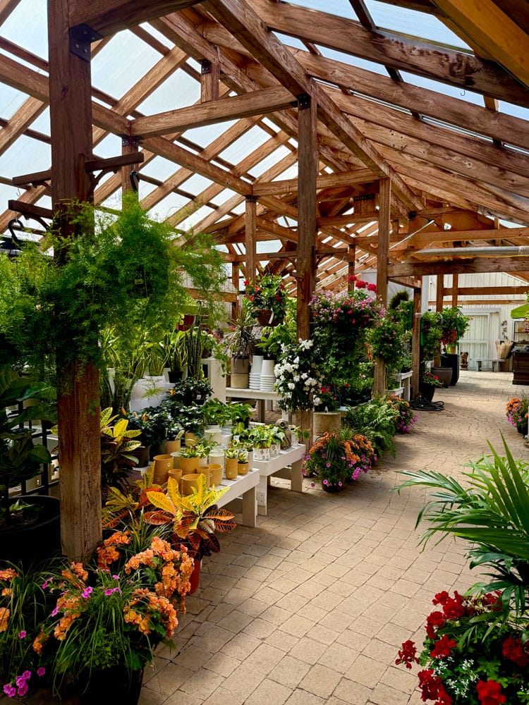 Varité de plantes en boutique