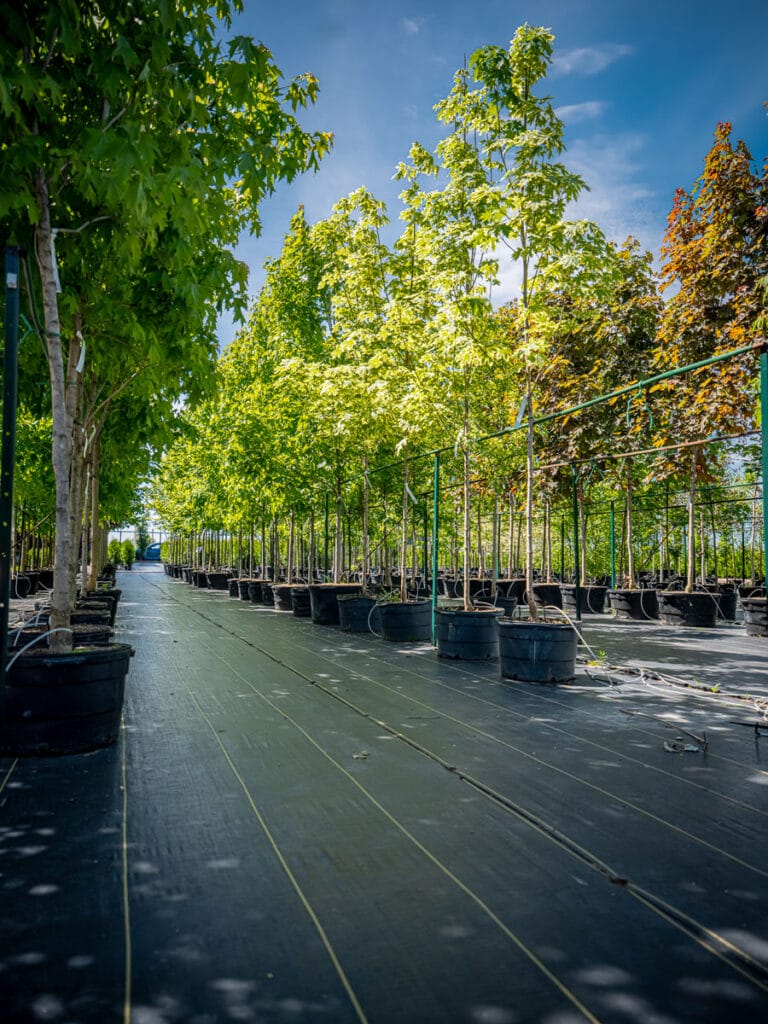 How to Choose the Right Trees and Shrubs for Your Property – Rossignol