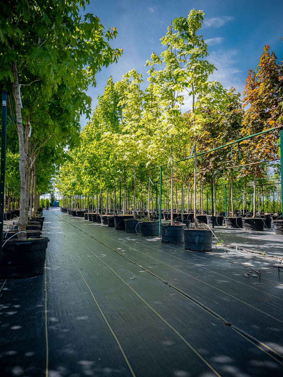 rangée d'arbres